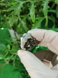 UV işığında narıncı parlayan təbii mineral nümunəsi — şəkil 8