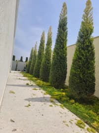  — şəkil 23