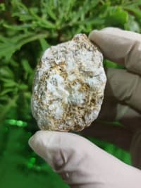 Petrified wood (daşlaşmış ağac) fosili + Kalsit — şəkil 5