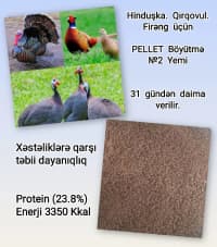  — şəkil 3