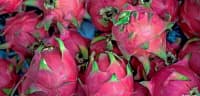 Əjdaha Meyvəsi (Pitaya) — şəkil 12