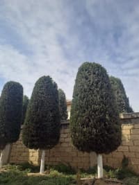 — şəkil 9