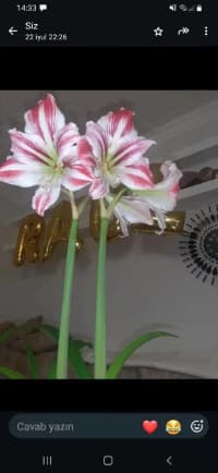  — şəkil 2