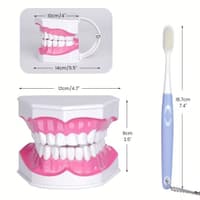 İnsan dişləri modeli — şəkil 2