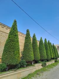 — şəkil 16