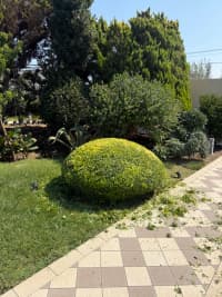 — şəkil 11