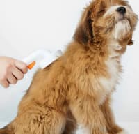 Petkit Pet Grooming Brush 2 Tük Darağı — şəkil 4