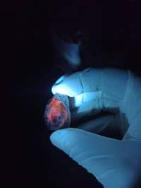 UV işığında narıncı parlayan təbii mineral nümunəsi — şəkil 6