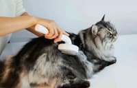 Petkit Pet Grooming Brush 2 Tük Darağı — şəkil 3