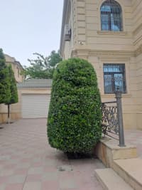 — şəkil 22