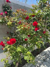 3 otaqlı həyət evi 110 m² satılır — şəkil 16
