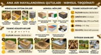 Ana arı mayalandırma qutuları — şəkil 2