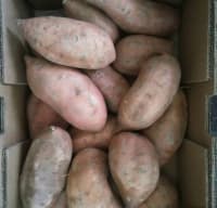 Şirin kartof (Sweet potatoes) — şəkil 10