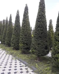 — şəkil 9
