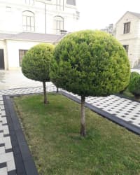  — şəkil 7