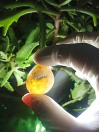 İşıq keçirən Təbii Mineral Daşlar 💎 — şəkil 5