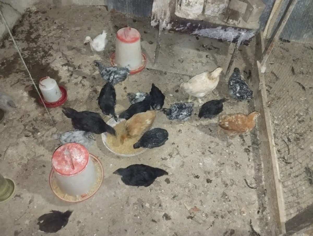 Quşlar cins cücələr
