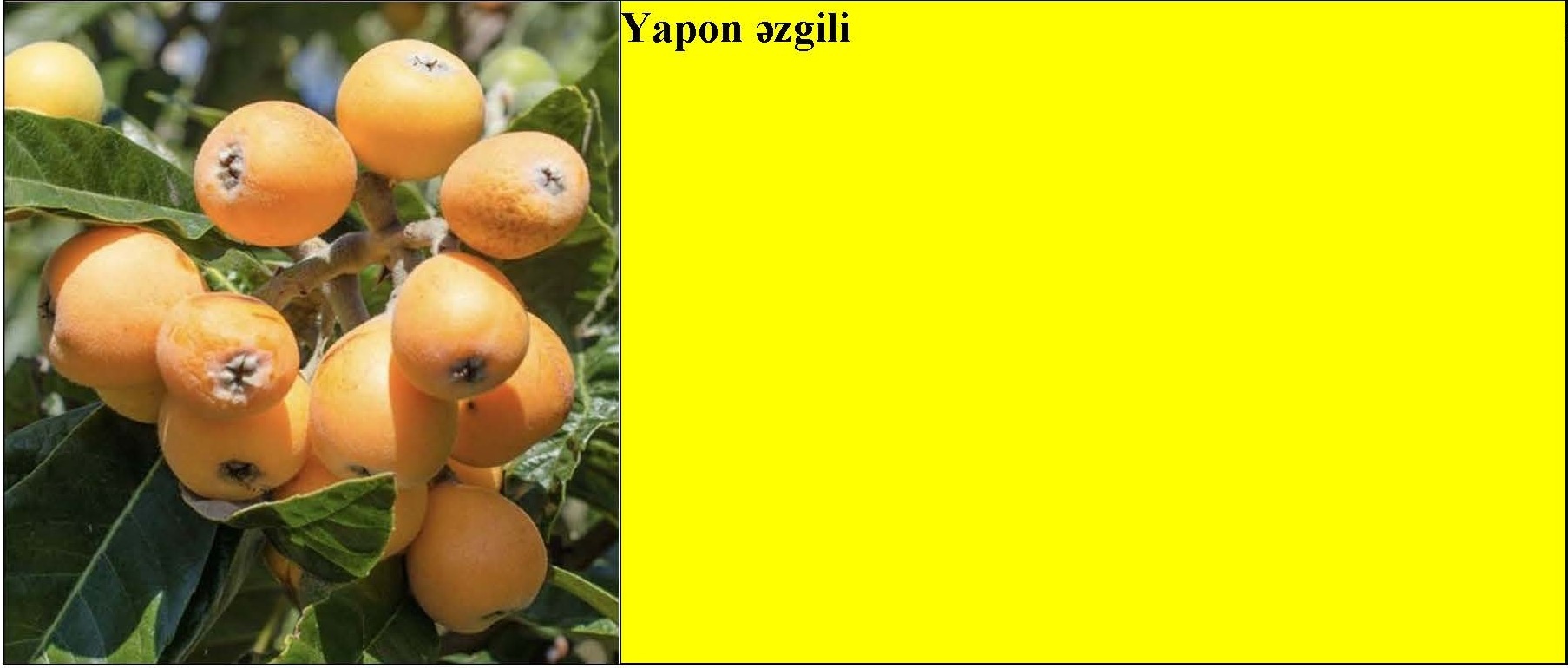 Badam, qoz, tut, yapon əzgili tingləri — şəkil 4