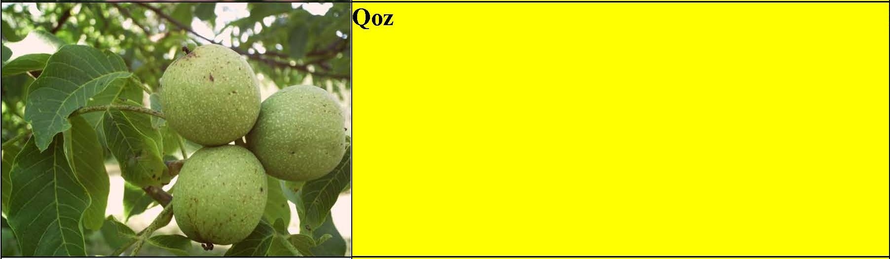 Badam, qoz, tut, yapon əzgili tingləri — şəkil 2