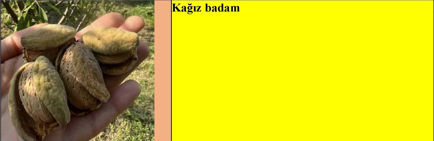 Badam, qoz, tut, yapon əzgili tingləri