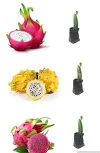 Əjdaha meyvəsi (Pitaya) — şəkil 18