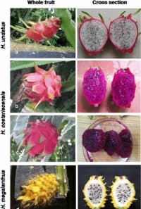 Əjdaha meyvəsi (Pitaya) — şəkil 19