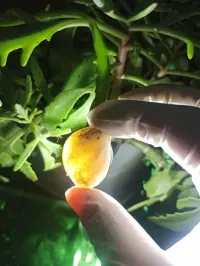İşıq keçirən Təbii Mineral Daşlar 💎 — şəkil 6