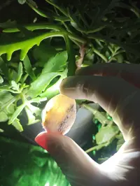 İşıq keçirən Təbii Mineral Daşlar 💎 — şəkil 7