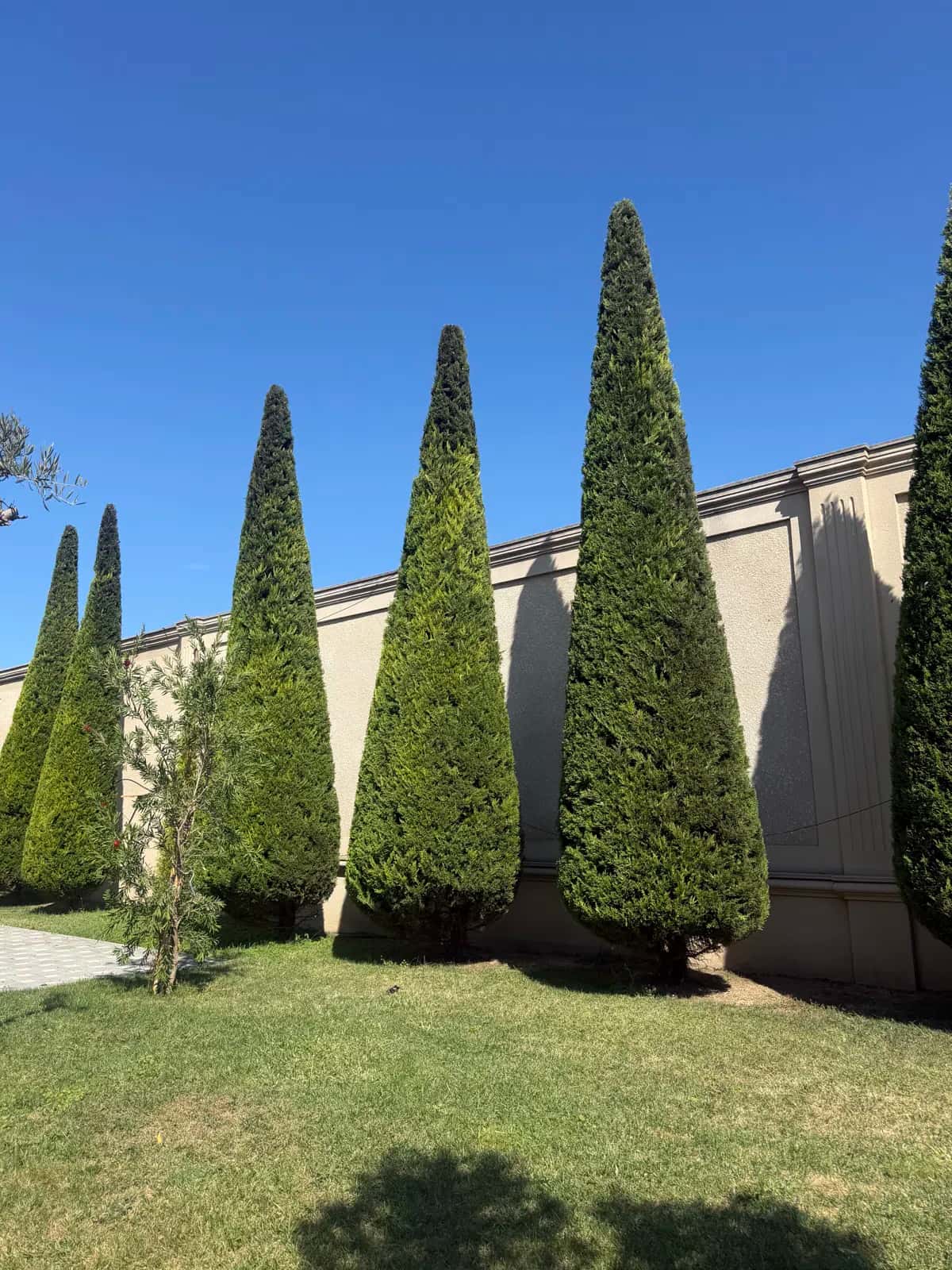 Decorative cypress tree sapling - Tenderyard