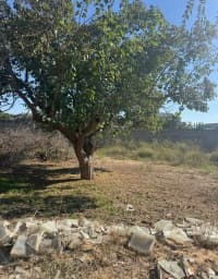 12 sot torpaq sahəsi satılır — şəkil 8