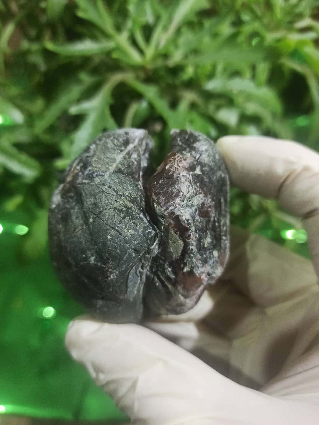 Rare find "Pigeon blood" stone🕊️😍 - Tenderyard