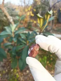 Təbii JASPER Daşı 💎😍 — şəkil 15