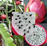Əjdaha meyvəsi (Pitaya) — şəkil 28