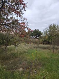 15 sot torpaq sahəsi satılır — şəkil 6