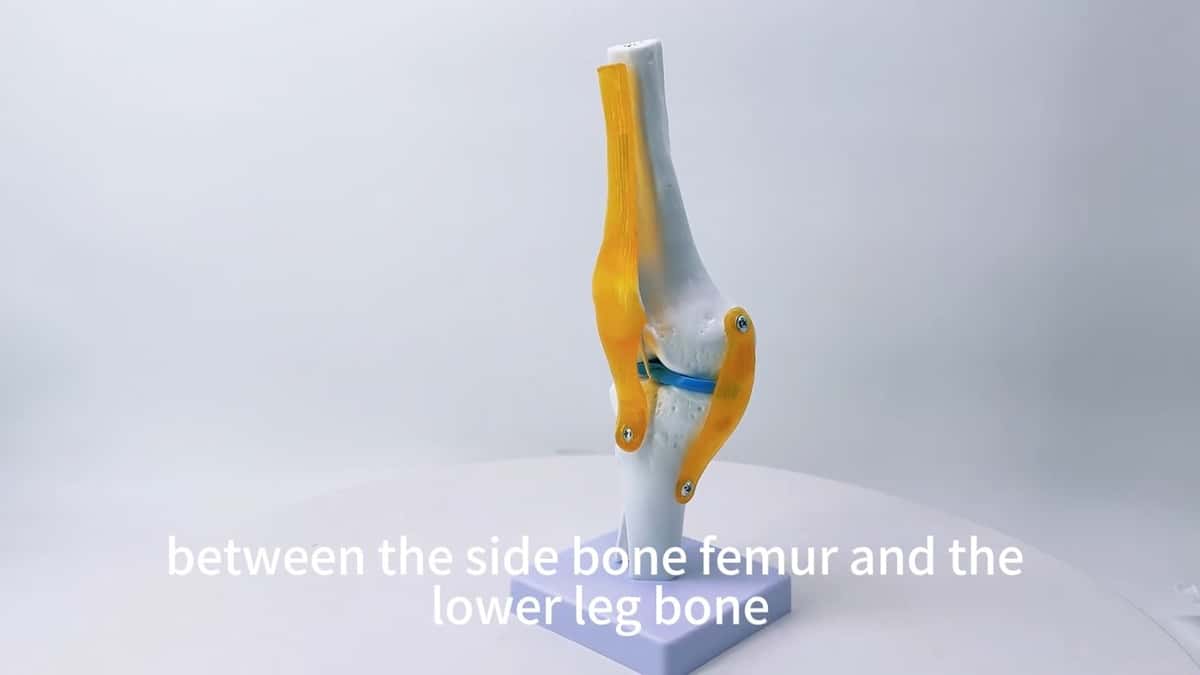 Human joint model - Tenderyard
