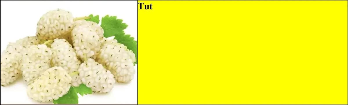 Badam, qoz, tut və yapon əzgili tingləri