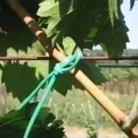 Yaşıl aqro kembrik ipi — şəkil 3