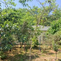 3 otaqlı həyət evi 70 m² günlük kirayə verilir — şəkil 14