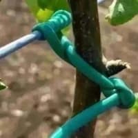 Yaşıl aqro kembrik ipi — şəkil 2