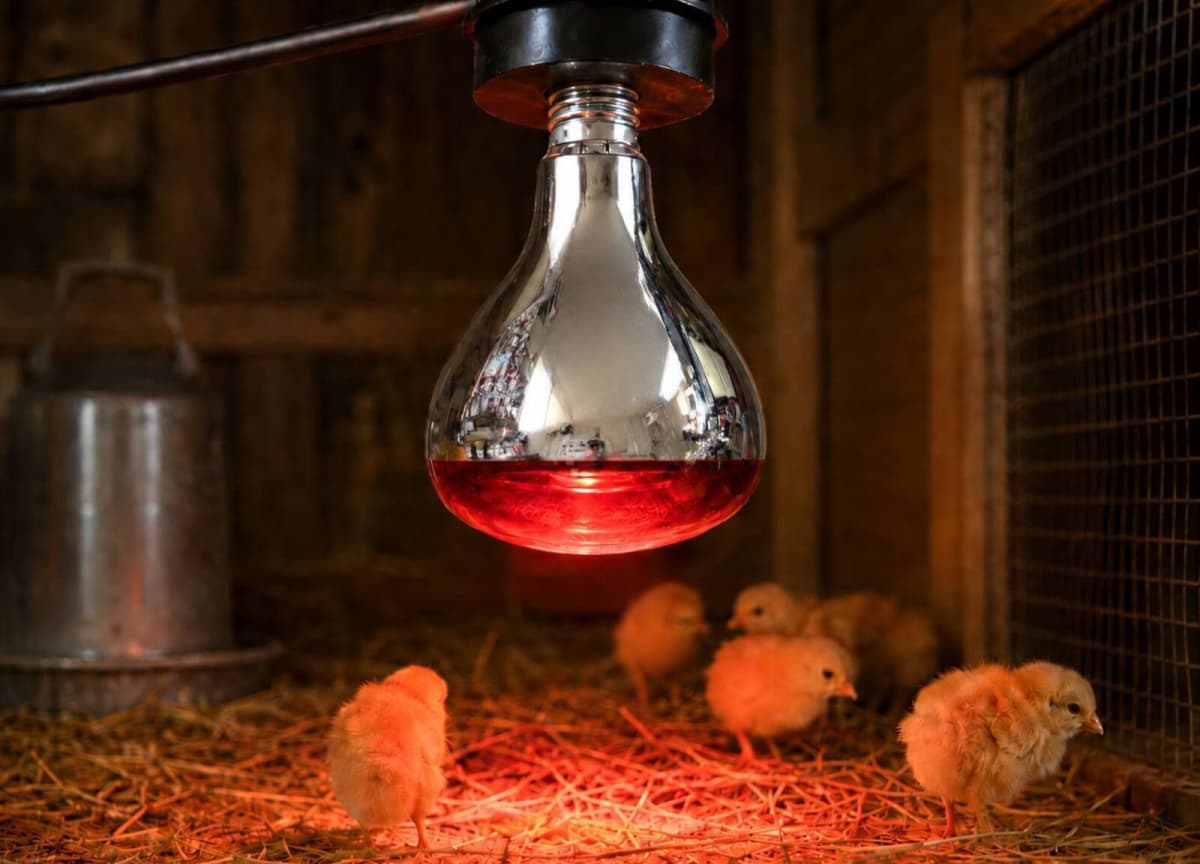 İnfraqırmızı isidici lampa İlməzli R80 100W
