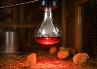 İnfraqırmızı isidici lampa İlməzli R80 100W — şəkil 1