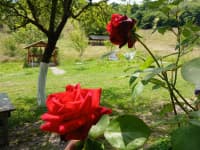 1.85 sot torpaq sahəsi satılır — şəkil 13