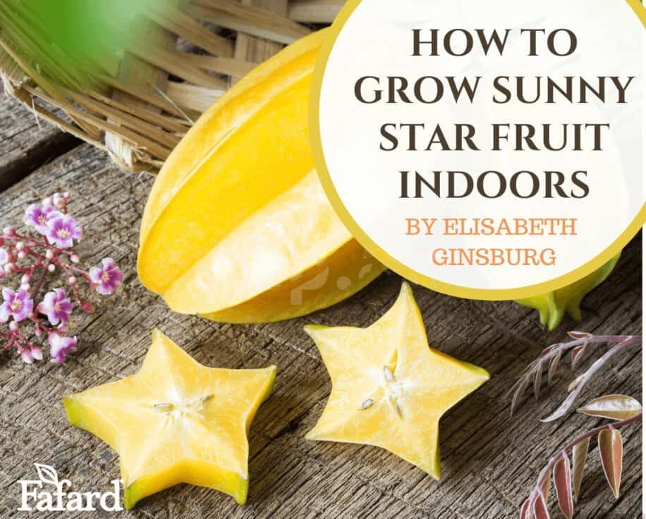 Carambola (Star fruit) - Tenderyard