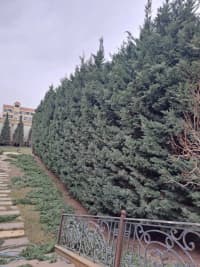 — şəkil 7