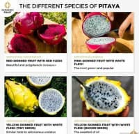 Əjdaha meyvəsi (Pitaya) — şəkil 14