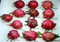 Əjdaha Meyvəsi (Pitaya) — şəkil 29