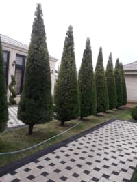 — şəkil 23