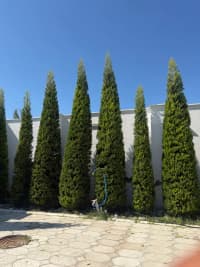 — şəkil 5