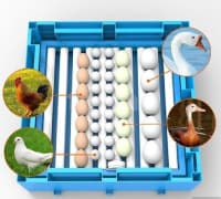 Avtomatik Sənaye İnkubatoru 65 Yumurtalıq — şəkil 3