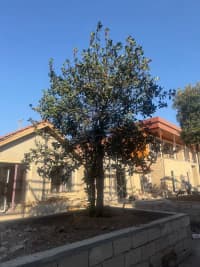 — şəkil 14